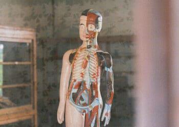 human body model in doctor office
