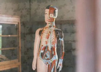 human body model in doctor office