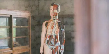 human body model in doctor office