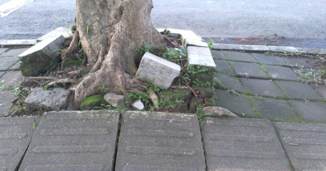 tree growing through sidewalk