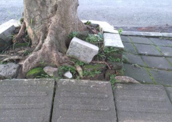 tree growing through sidewalk