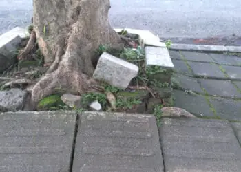 tree growing through sidewalk
