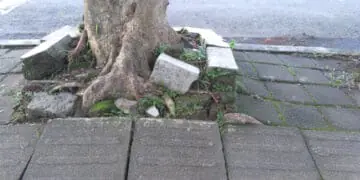 tree growing through sidewalk