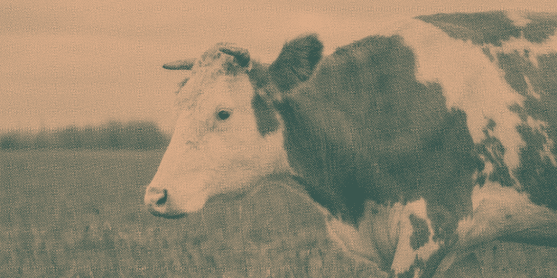Bull in field