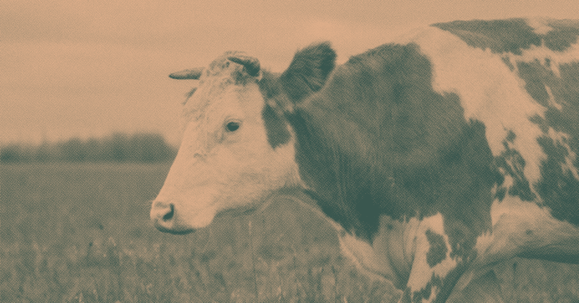 Bull in field