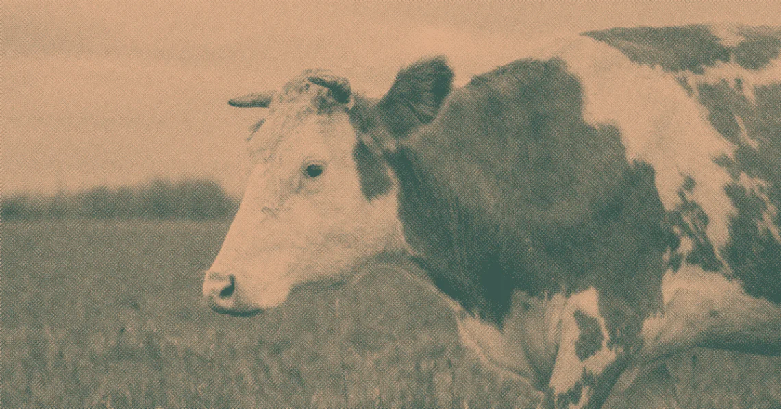 Bull in field