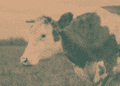 Bull in field