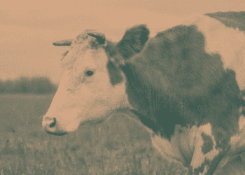 Bull in field