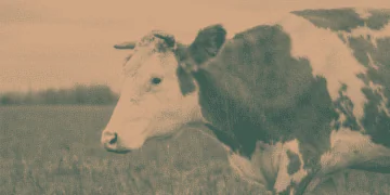 Bull in field