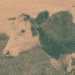 Bull in field