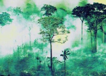 climate risk forest fire