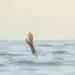 person reaching for help in sea