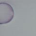 corporate investigation magnifying glass