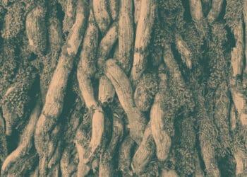 tree roots overlapping